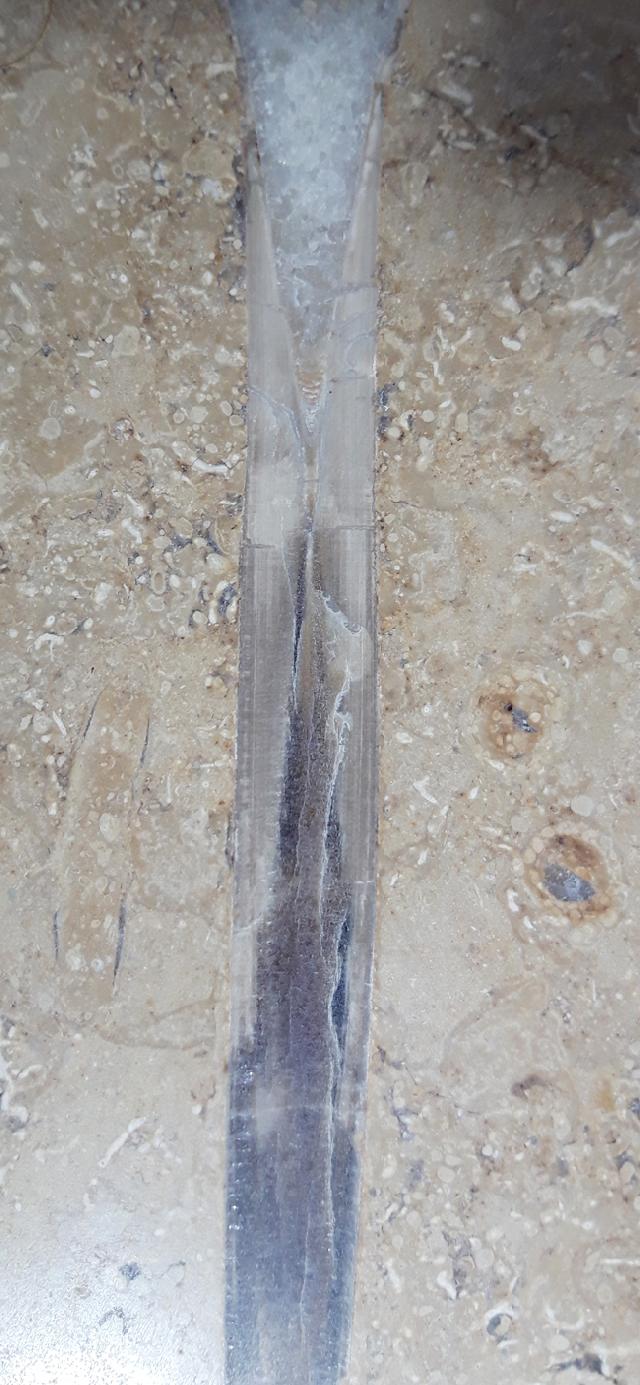 Hibolithes sp. (MONTFORT 1808) - Bild &copy; FossNet FossilienStore